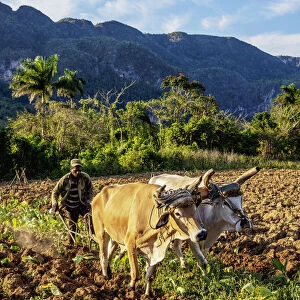 Traditional Plowing at Vinales Valley, UNESCO World Heritage Site, Pinar del Rio Province
