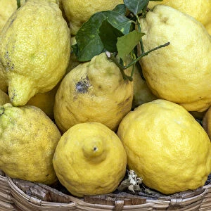 Traditional sfusati amalfitan lemons, Amalfi, Campania, Italy