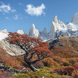 Tree and autumn scenery with Fitz Roy range in the background