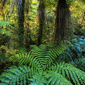 Tree Ferns (Dicksonia squarrosa), New Zealand