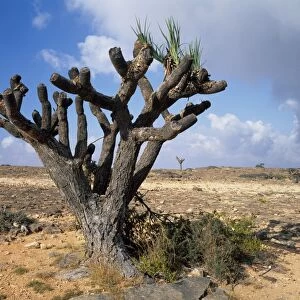 Tree on Jebel al Qamar, west of Salalah