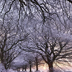 Tree lined country lane in winter snow, Exmoor, Somerset, England. Winter