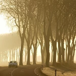 Tree lined country Road, Burgundy, France