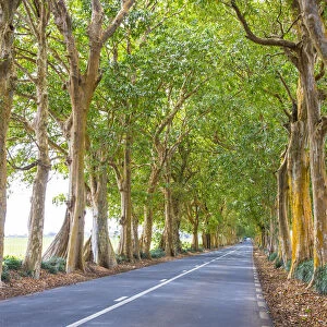 Tree lined road, Flacq, East Coast, Mauritius
