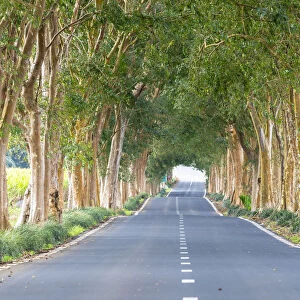 Tree-lined road, Grand Port district, Mauritius, Africa