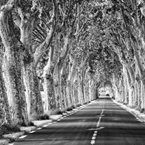 A tree-lined road, Languedoc-Roussillon, France
