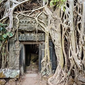 Tree roots growing on Ta Prohm temple (Rajavihara) ruins, Angkor, UNESCO World Heritage Site