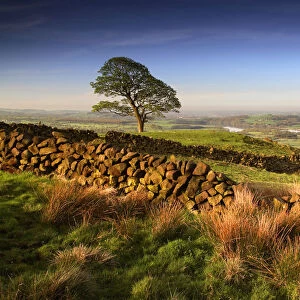 Tree & Stone Wall, near The Roaches, Peak District National Park, Derbyshire, England