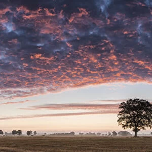 Tree at Sunrise, Norfolk, England
