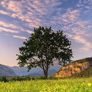 Tree at sunset in Franciacorta, Brescia province in Lombardy district, Italy