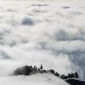 Trees above the clouds, Santo Antao, Cape Verde Print (White)