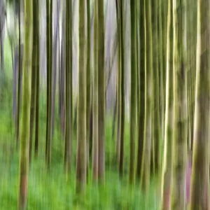 Trees, Isle of Arran, Firth of Clyde, Scotland, UK