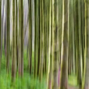 Trees Print, Isle of Arran Landscape Trees Print, Isle of Arran Landscape
