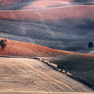 Two trees in the Siena countryside at sunset in summer, Val d Orcia, Tuscany, Italy