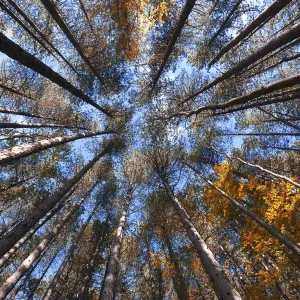 Autumn Forest Print, Emilian Apennines Landscape