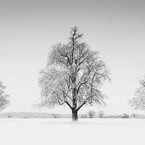 Three Trees in Winter Print, Norfolk Landscape