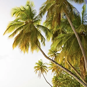 Trinidad and Tobago, Tobago Island, Pigeon Point, Palm trees overhanging sea