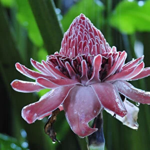 Tropical Flower in the rain, Puerto Narino, Colombia