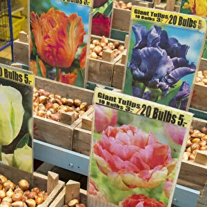 Tulip bulbs at flower market, Amsterdam, Netherlands