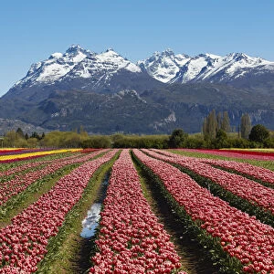 A tulip field in the "Valle Hermoso"(Welsh: Cwm Hyfry), Trevelin, Chubut, Patagonia, Argentina. In the background the Gorsedd and Cwmwl snowy peaks