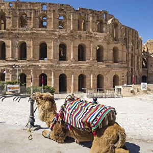 Tunisia, El Jem, Camel in front of Roman Amphitheatre