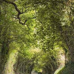 Tunnel of Trees, or Mill Lane, near Halnaker village, leading to Halnaker Windmill, West Sussex, England