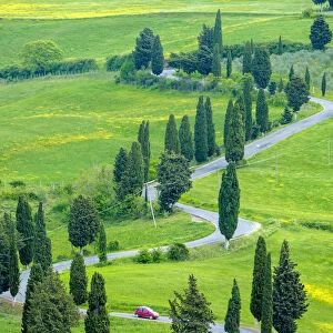Tuscan landscape, winding road lined with cyprus trees near Monticchiello, Val d Orcia