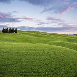Tuscany, Val d Orcia, Italy. Cypress trees in green meadow field with clouds gathering