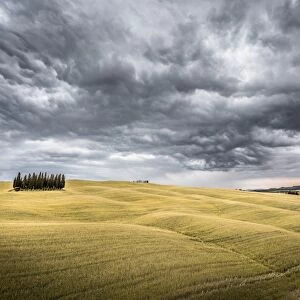 Tuscany, Val d Orcia, Italy. Cypress trees in a yellow meadow field with clouds gathering