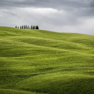 Tuscany Val d Orcia Print - Cypress Trees in a Green Meadow Field Tuscany Val d Orcia Print - Cypress Trees in a Green Meadow Field
