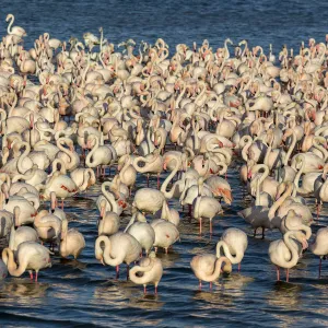 UAE, Dubai, Dubai Creek (Khor Dubai), Ras Al-Khor Wildlife Sanctuary, Flamingo