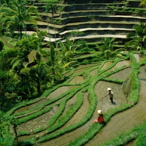 Ubud / Rice Terraces