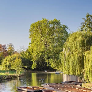 UK, England, Cambridge, River Cam, The Mill Pond, Punts