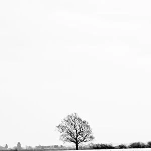 UK, England, Cambridgeshire, Comberton, Winter Fields