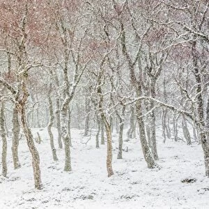 UK, Scotland, Highlands, Braemar, forest in snow