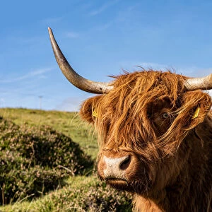 UK, Scotland, Isle of Skye: red cow