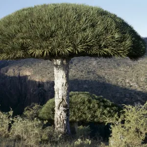 Umbrella-shaped Dragons Blood Trees