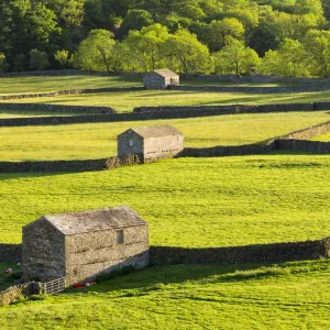 United Kingdom, England, North Yorkshire, Gunnerside. Traditional barns in Swaledale