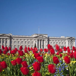 United Kingdom, London, Westminster, Tulips infront of Buckingham Palace and Victoria