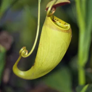 The unusual Pitcher plant