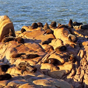 Uruguay, Rocha Department, Cabo Polonio, Colony of the Sea Lions on the rocky coast
