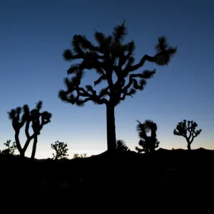 USA, California, Joshua Tree National Park, Joshua Trees (Yucca Brevifolia)