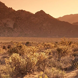 USA, California, Mojave National Preserve, Granite Mountins in background