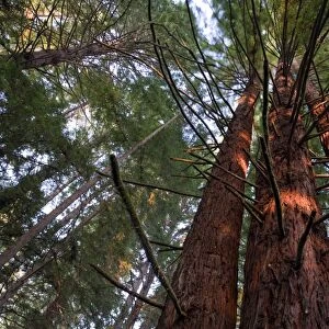 USA, California, Redwood National Park, Redwood Tree Forest