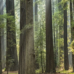 USA, California, West Coast, Avenue of Giants, forest of Redwoods in the afternoon mist