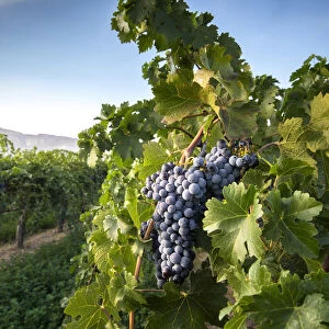 USA, Colorado, Mesa County, Town Of Palisade Wine Vineyard, A Bunch Of Ripened Grapes