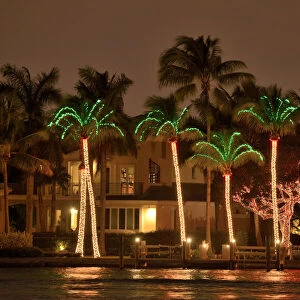 USA, Florida, Broward County, Fort Lauderdale, Illuminated Palm Trees