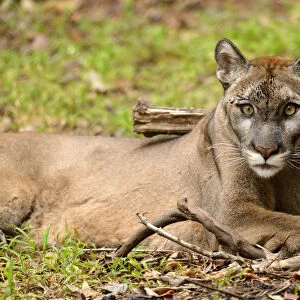 USA, Florida, Tallahassee, Panhandle, Puma concolor coryi, Florida panther in Tallahassee