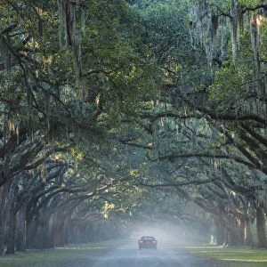USA, Georgia, Savannah, Wormsloe State Historic Site, Live Oak Avenue, 400 Live Oak