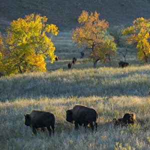 USA, Great plains, South Dakota, Black Hills, Custer, State Park Bison herd